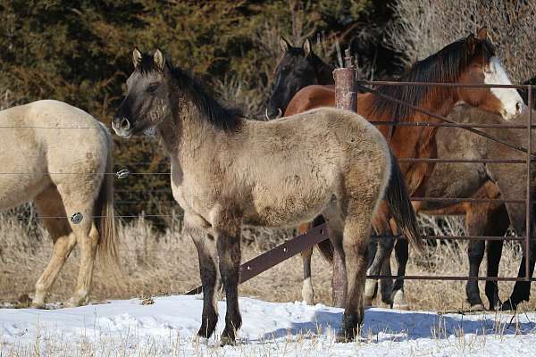 white-on-rear-right-heel-horse