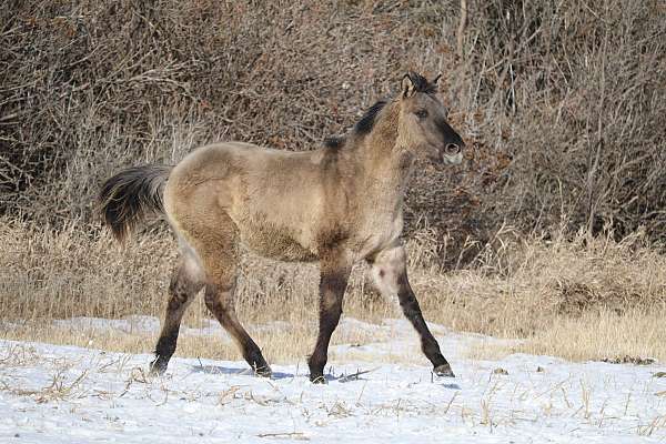 grulla-white-on-rear-right-heel-horse