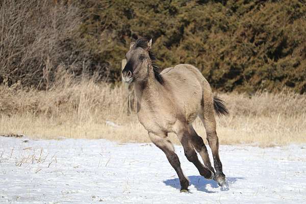 sayos-shining-sun-quarter-horse