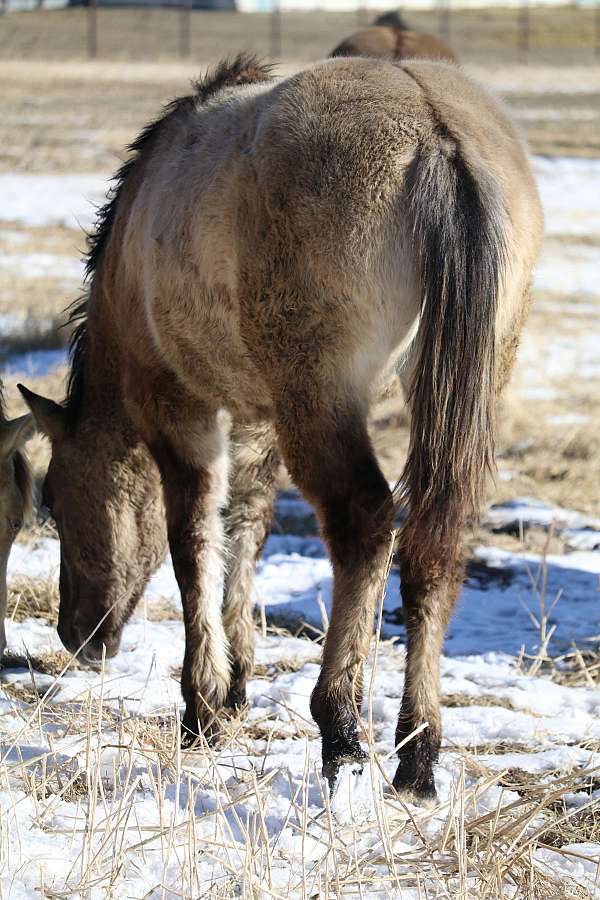 nrha-derby-horse