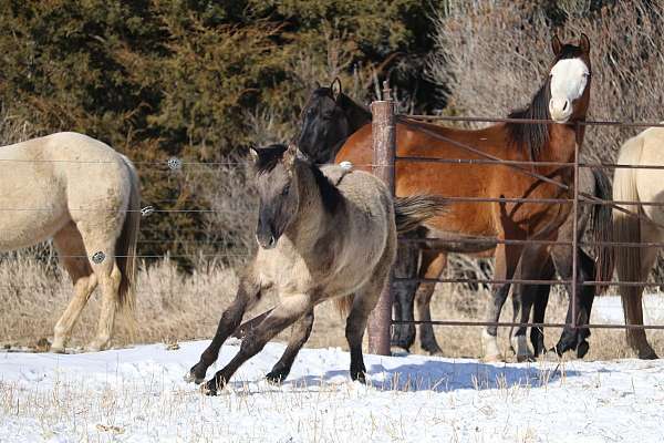 sayos-shining-sun-horse