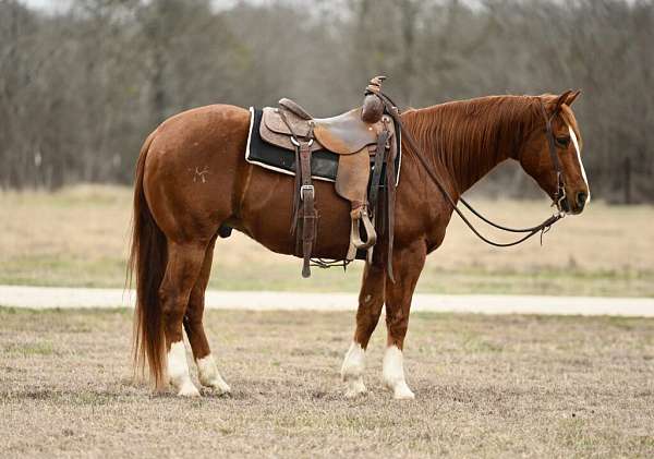 all-around-quarter-horse