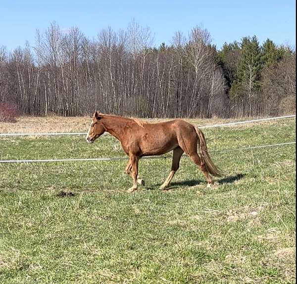 draft-quarter-horse-cross-athletic