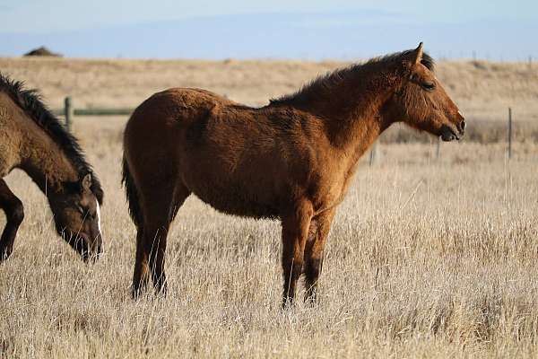 strip-horse