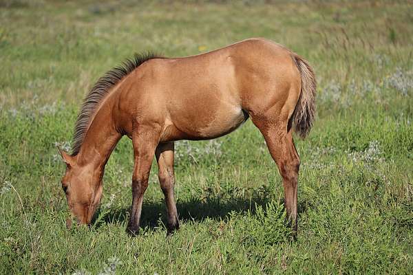 dun-w-blk-points-strip-horse