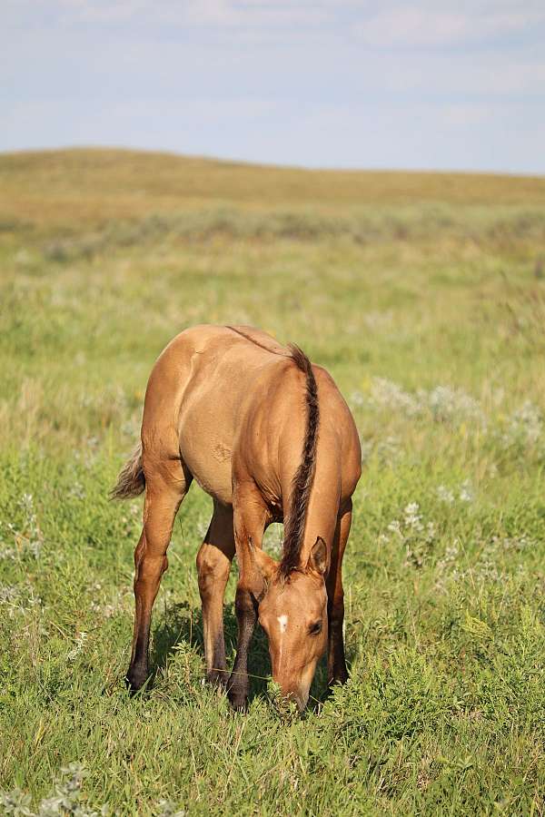 dun-w-blk-points-snip-horse