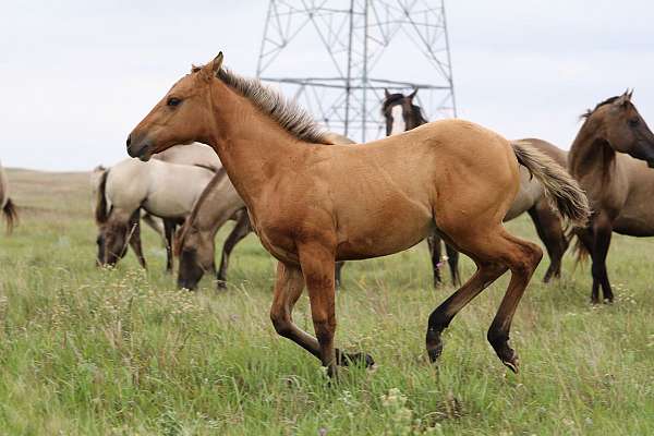 calf-roping-quarter-horse