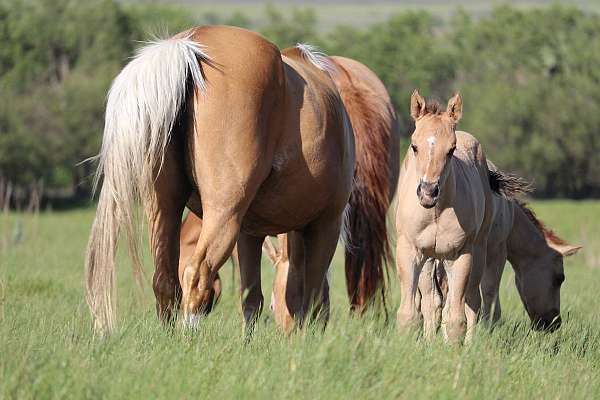 performance-quarter-horse