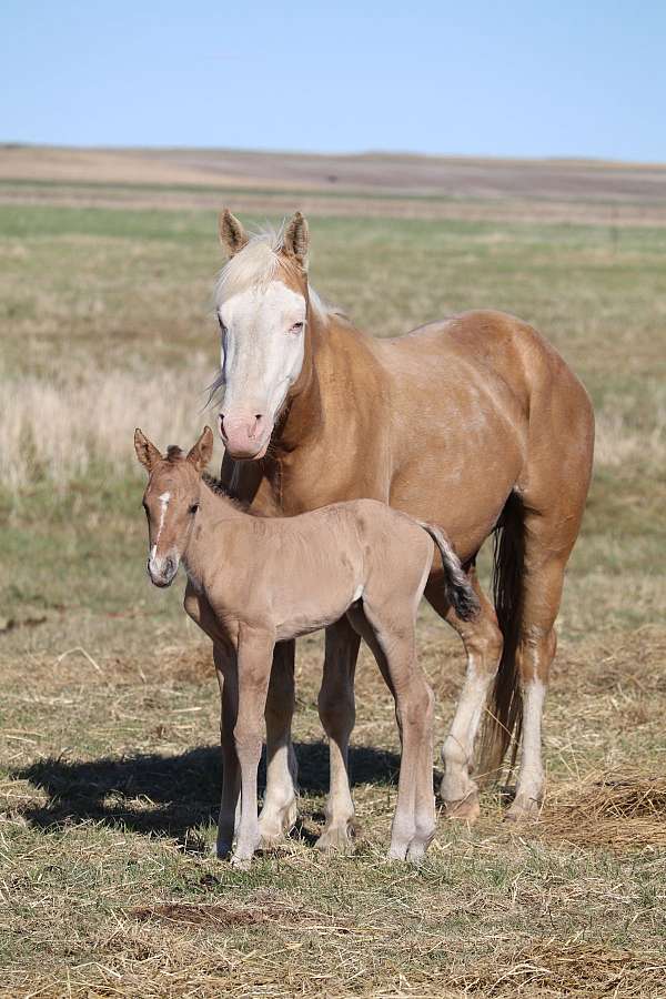 ranch-quarter-horse