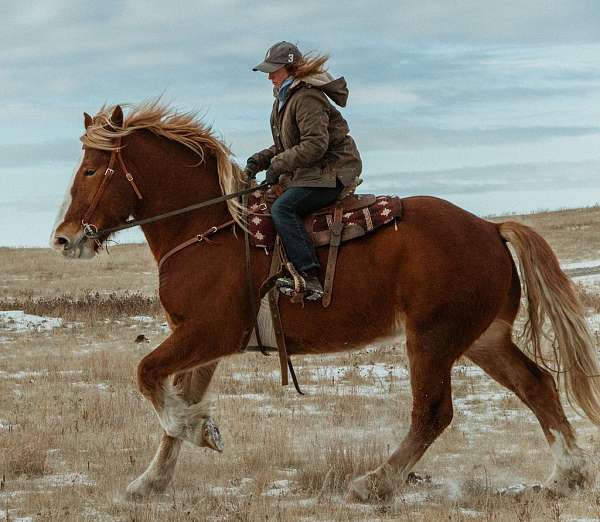 draft-belgian-horse