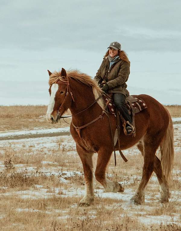 athletic-belgian-horse