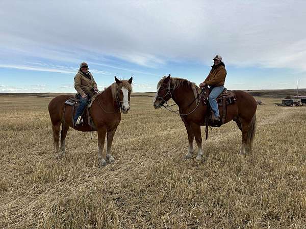 all-around-belgian-horse