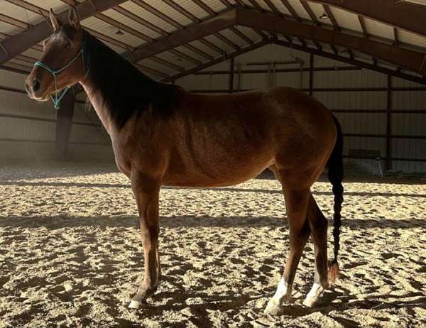 athletic-quarter-horse