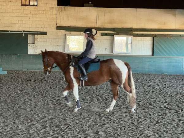 barrel-racing-paint-horse