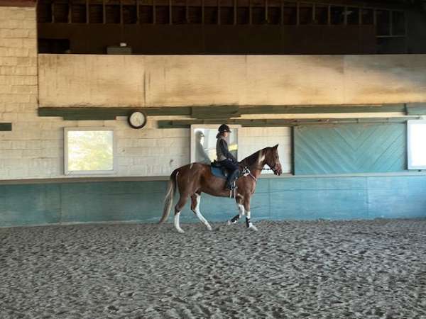 calf-roping-paint-horse