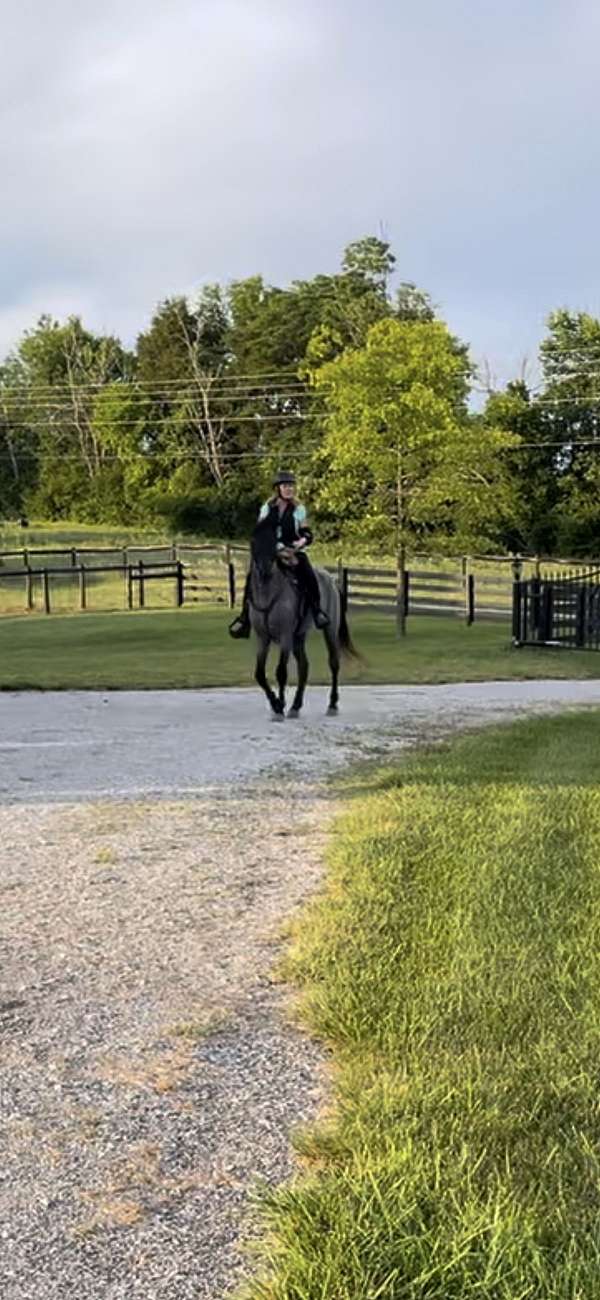 breeding-kentucky-mountain-horse