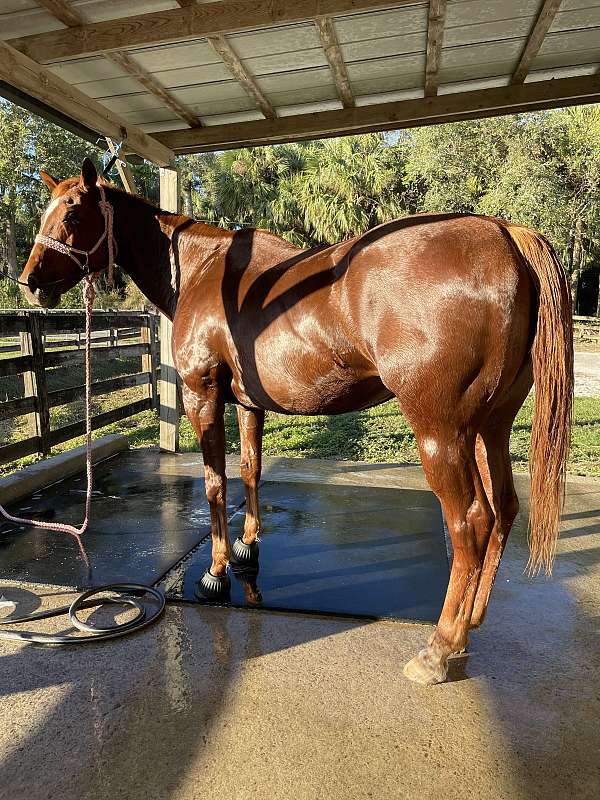 chestnut-white-blaze-horse