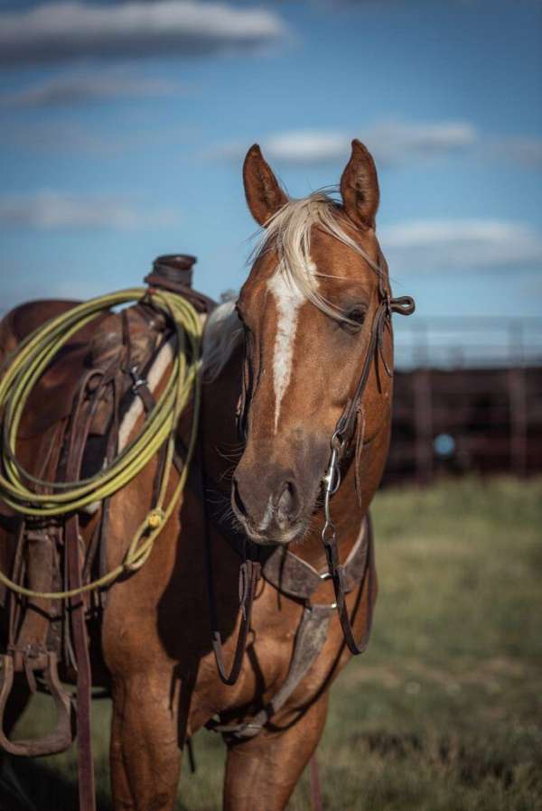 all-around-quarter-horse