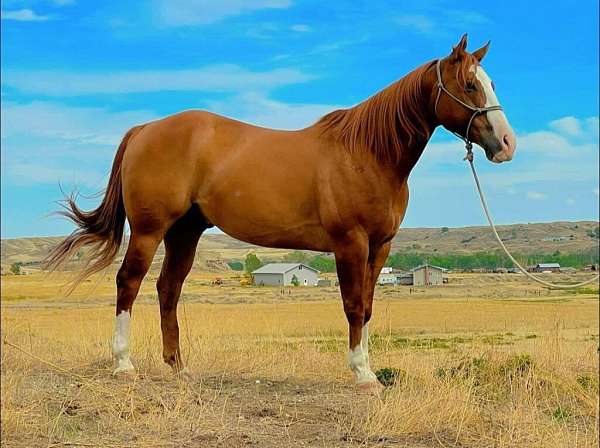 all-around-quarter-horse