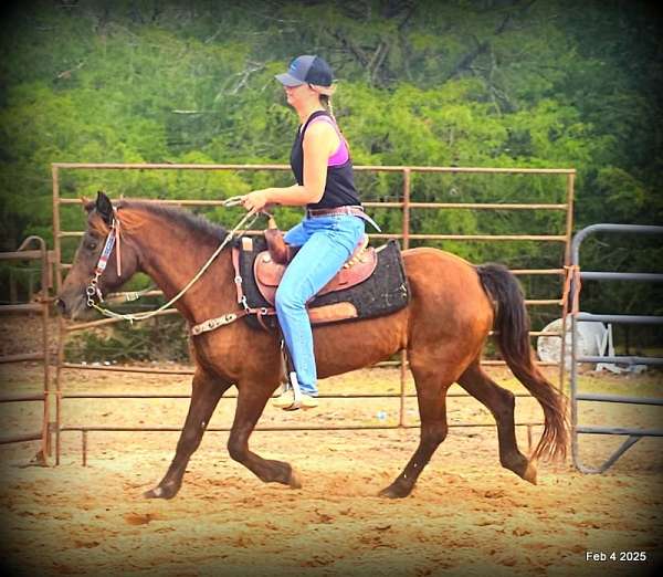 ranch-quarter-horse