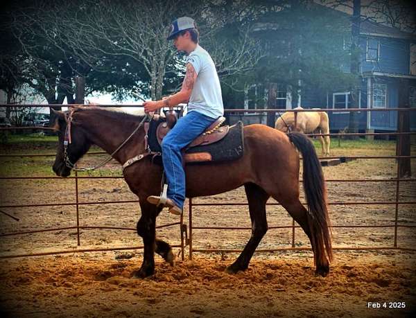 beginner-quarter-horse