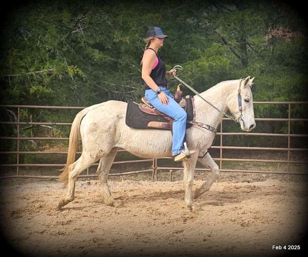 family-quarter-horse