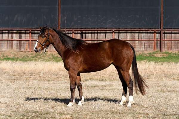 all-around-quarter-horse