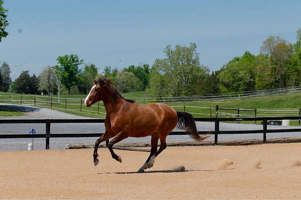 all-around-lusitano-horse