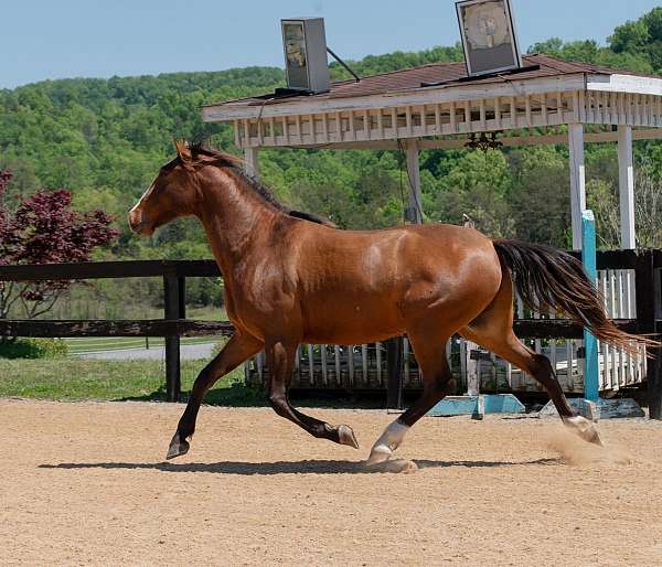 athletic-lusitano-horse