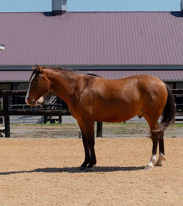 dressage-lusitano-horse