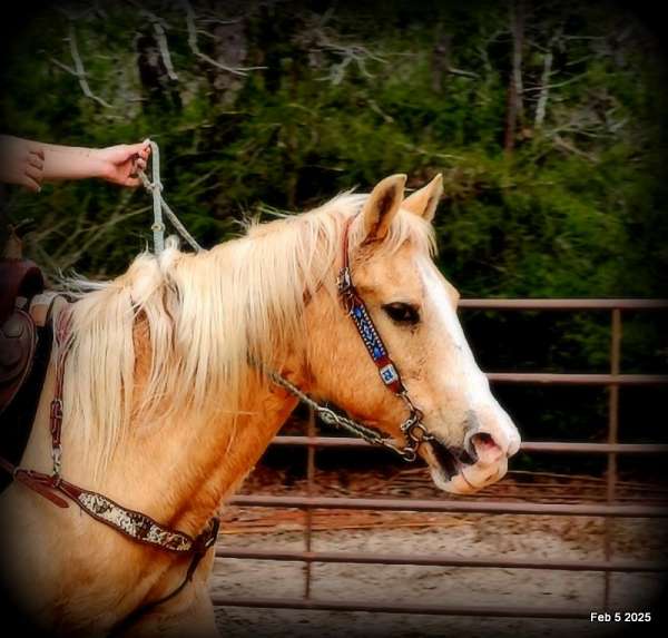 adults-quarter-horse