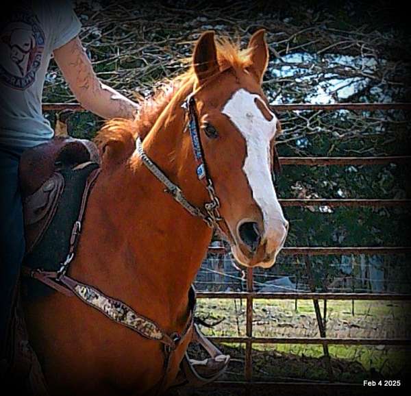 family-quarter-horse