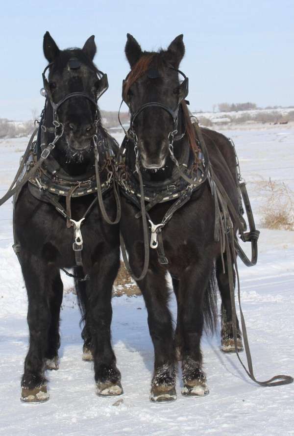 all-around-percheron-horse