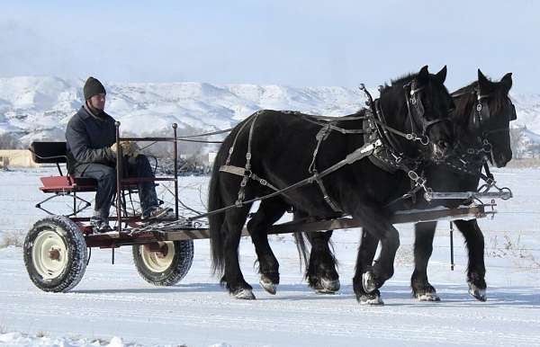 cross-pack-percheron-horse