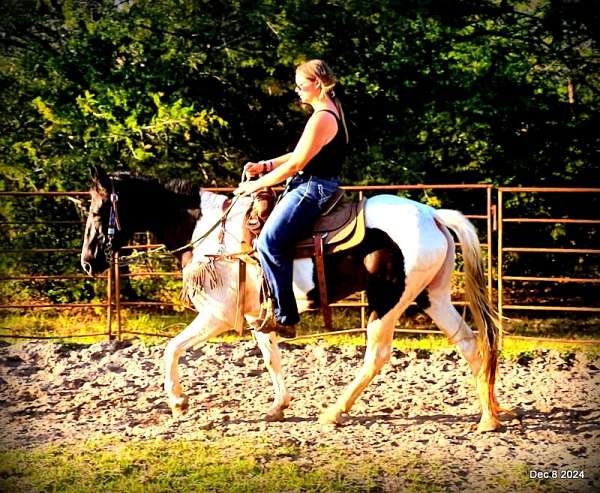 beginners-spotted-saddle-horse