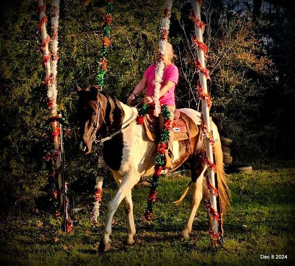 black-white-mare-spotted-saddle-horse