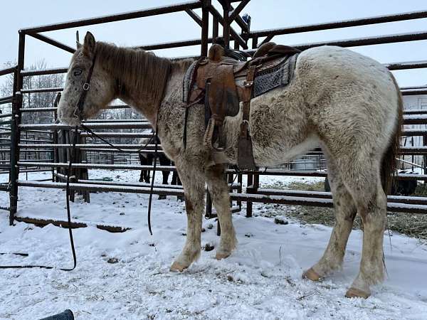 all-around-appaloosa-horse