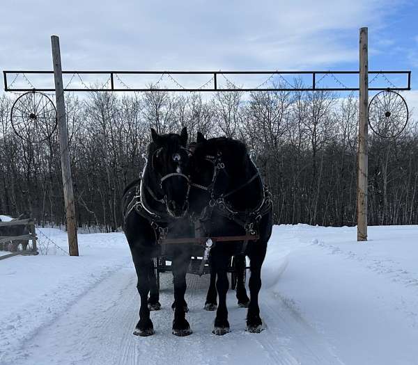 all-around-percheron-horse