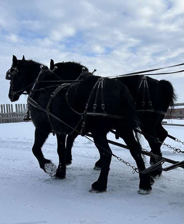 athletic-percheron-horse