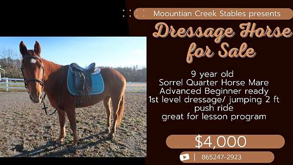 mountian-creek-stables-quarter-horse