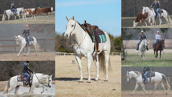 all-around-quarter-horse