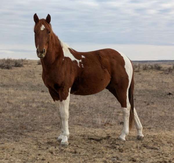 all-around-paint-horse