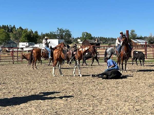 athletic-paint-horse