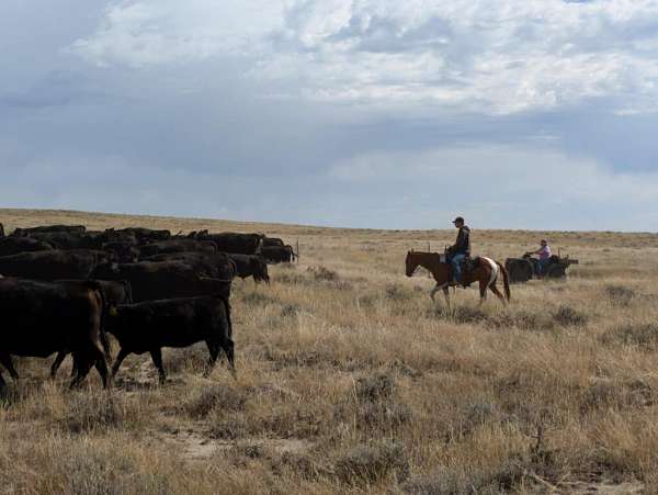 calf-roping-paint-horse