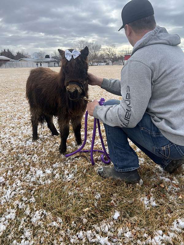 4-hand-miniature-horse