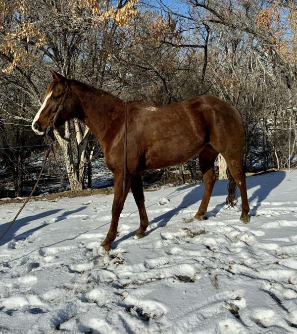 calf-roping-quarter-horse