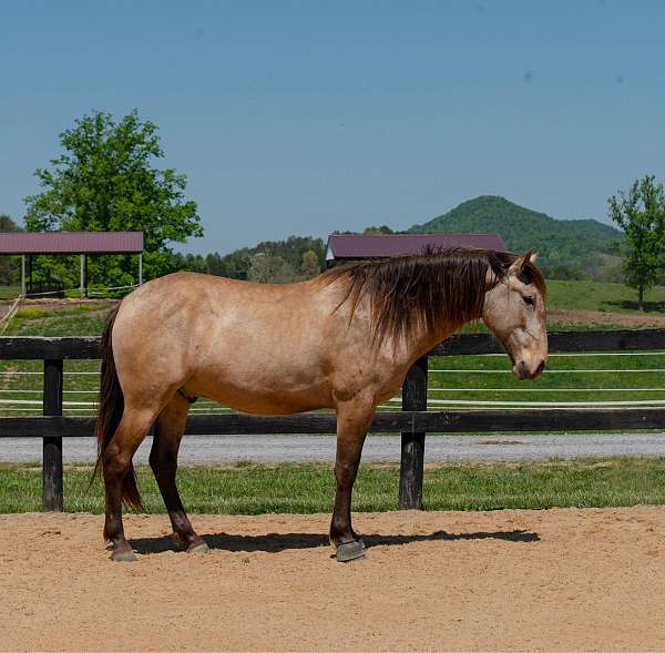 athletic-dressage-lusitano-horse