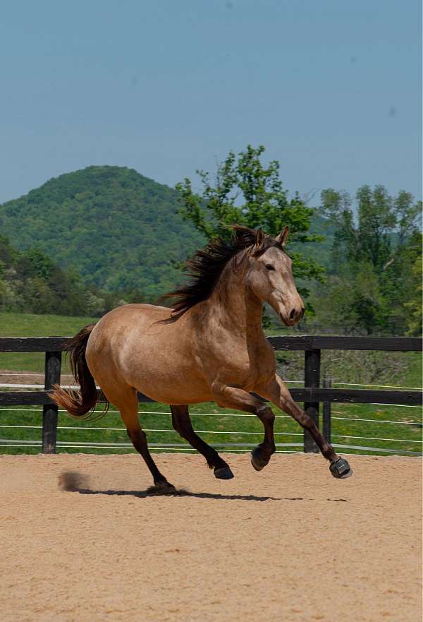 buckskin-apsl-gelding