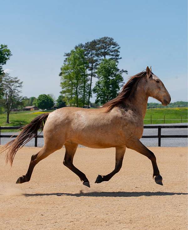 buckskin-athletic-dressage-horse