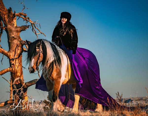 athletic-gypsy-vanner-horse